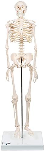 3B Scientific kleines Menschenskelett, Modell „Shorty“, Becken montiert auf einem Sockel A18 + kostenlose Anatomie App - 3B Smart Anatomy von 3B Scientific
