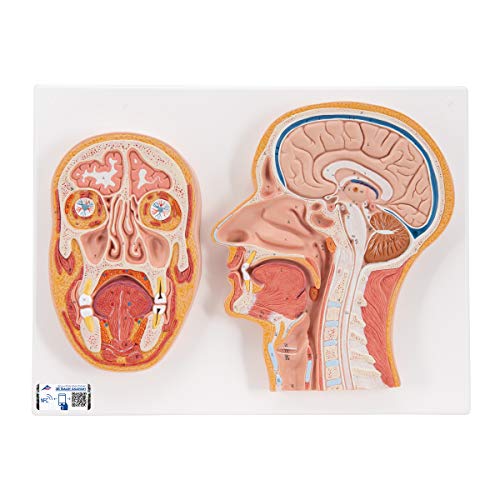 3B Scientific menschliche Anatomie - Median- und Frontalschnitt des Kopfes + kostenlose Anatomie App - 3B Smart Anatomy von 3B Scientific