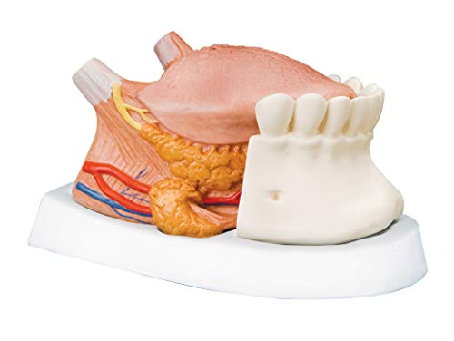 3B Scientific menschliche Anatomie - Zungenmodell, 2.5-fache Größe, 4-Teilig + kostenlose Anatomie App - 3B Smart Anatomy von 3B Scientific