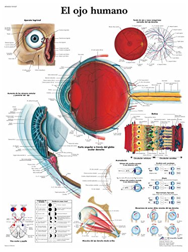 3B Scientific vr3226uu in Papier bedruckt, das menschliche Auge von 3B Scientific