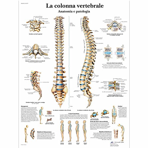 3B Scientific vr4152 Die Wirbelsäule, Anatomie und Pathologie, 1 von 3B Scientific