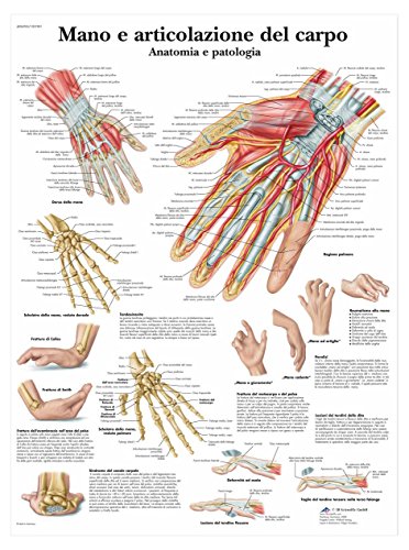 3B Scientific vr4171l Hand und Tragfähigkeit der Handwurzelknochen, 1 von 3B Scientific