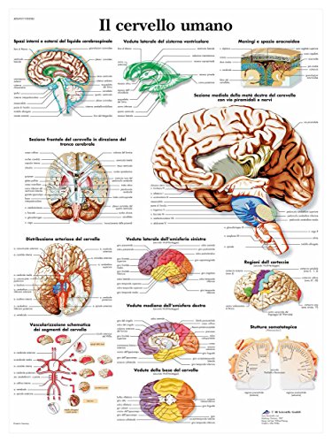 3B Scientific vr4615l der menschliche Gehirn, 1 von 3B Scientific