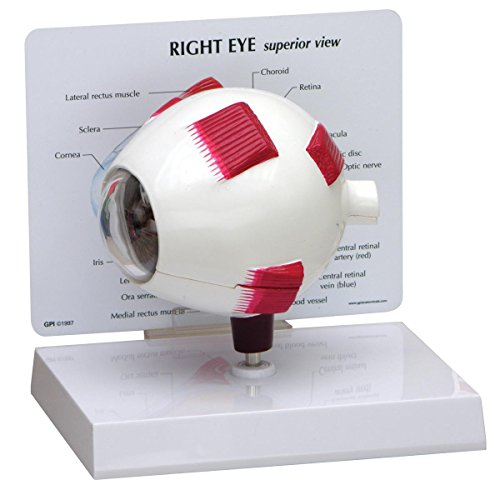 GPI Anatomicals 2751 Auge Modell komplett von 3B Scientific