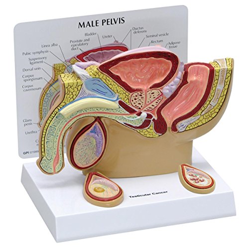 GPI Anatomicals 3570 Becken männlich Modell mit Hoden, 1019565 von 3B Scientific