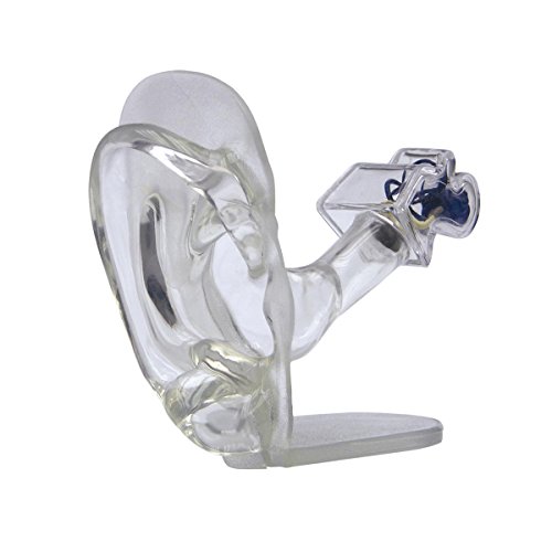 GPI Anatomicals W33383 Ohr Modell durchsichtig GPI Anatomicals W33383 Ohr Modell durchsichtig von 3B Scientific