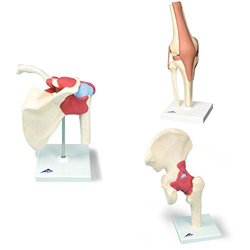 Luxus Gelenk-Funktionsmodell Set- Schultergelenk, Kniegelenk und Hüftgelenk - Anatomische Modelle - Gelenkmodelle - 3 Jahre Garantie Luxus Gelenk-Funktionsmodell Set- Schultergelenk, Kniegelenk und Hüftgelenk - Anatomische Modelle - Gelenkmodelle - 3 Jahre Garantie von 3B Scientific