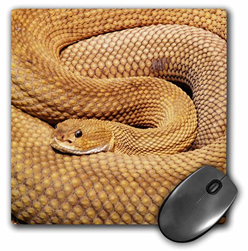 3D Rose Snake. Basilisk Rattlesnake. Wildlife. Matte Finish Mouse Pad - 8 x 8 - mp_220694_1 von 3dRose