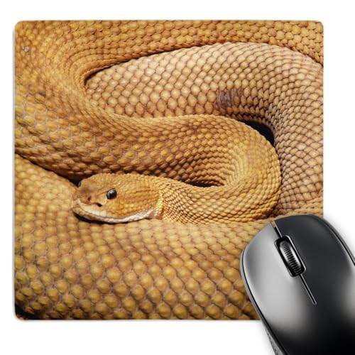 3D Rose Snake. Basilisk Rattlesnake. Wildlife. Matte Finish Mouse Pad - 8 x 8 - mp_220694_1 3D Rose Snake. Basilisk Rattlesnake. Wildlife. Matte Finish Mouse Pad - 8 x 8 - mp_220694_1 von 3dRose