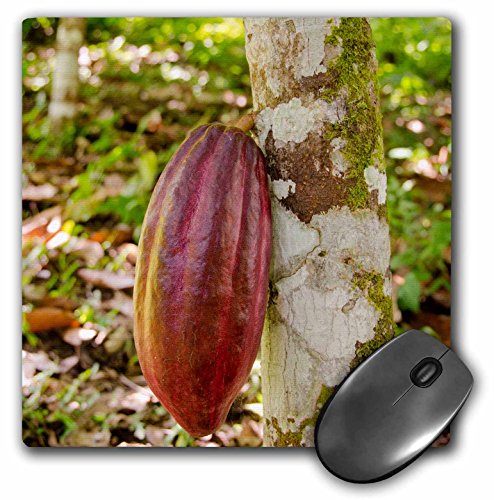 3dRose Belize, Punta Gorda, Agouti Cacao Farm, Ripe Cacao Pod – Mauspad, 20,3 x 20,3 cm (mp_187553_1) von 3dRose