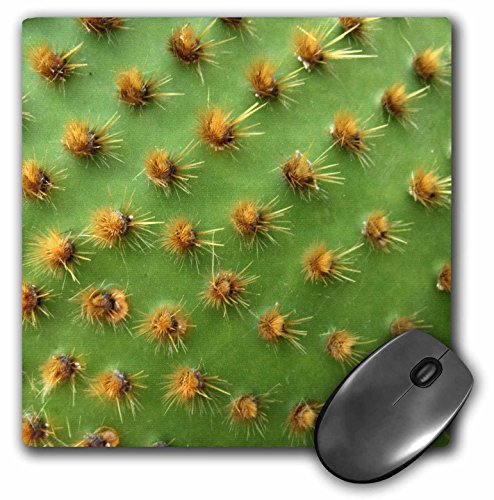 3dRose LLC Mauspad, 20,3 x 20,3 x 0,6 cm, grüner Kaktus, Makro Nahaufnahme, Texas Pricklypear, Sukkulenten-Wirbelsäule (mp_162592_1) von 3dRose