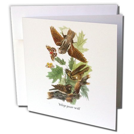 3dRose gc_114061_1 Grußkarte "Whip-Poor-Will x John James Audubon", 15,2 x 15,2 cm, 6 Stück von 3dRose