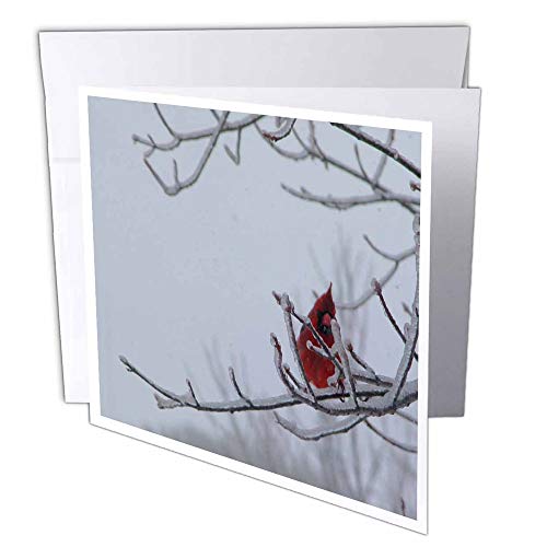 3dRose gc_16301_1 Grußkarte, Motiv: männliche Rotvogel auf eisigen Zweigen, 15,2 x 15,2 cm, 6 Stück von 3dRose