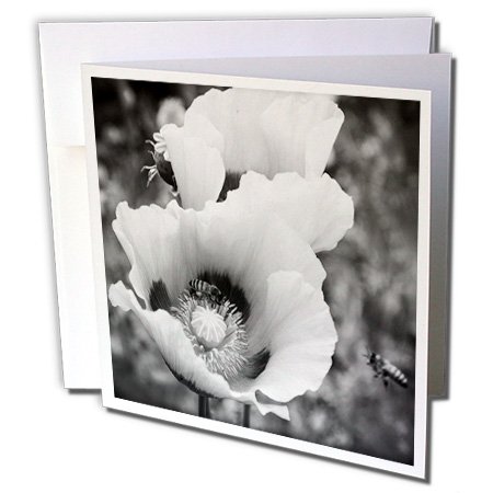 3dRose gc_252495_1 Grußkarten "Late for Meeting is a Black and White Photo of a Bee and Poppy Flower", 15,2 x 15,2 cm, 6 Stück von 3dRose