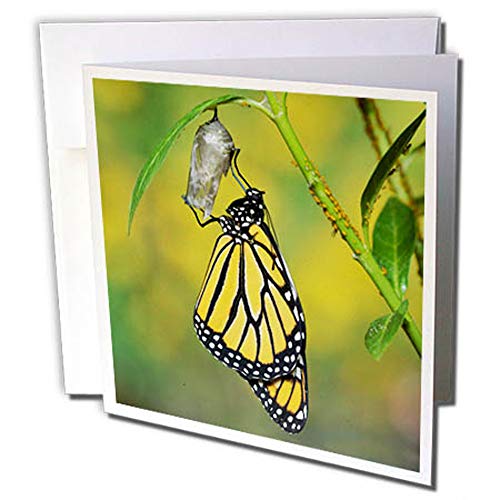 3dRose gc_279569_2 Grußkarten "Monarch Butterfly Emerging from Chrysalis, Hill Country, Texas", 12 Stück von 3dRose