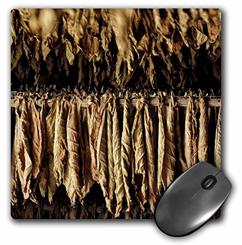 3dRose mp_219791_1 8" x 8" Dry Tobacco Leafs in a Plantation in Pinar Del Rio in Cuba Mouse Pad von 3dRose