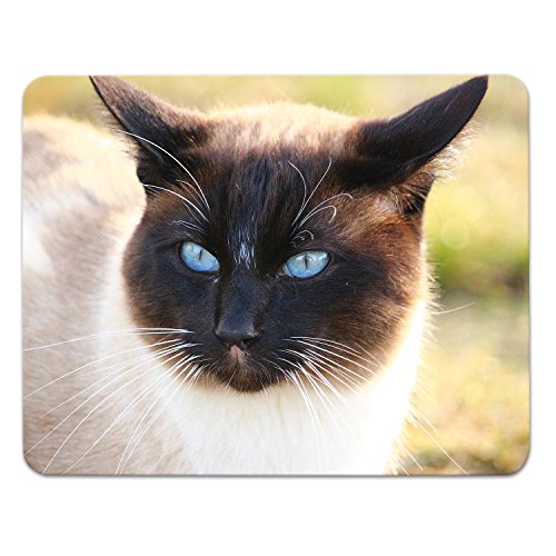 Addies Mousepad „Katzen“, schönes Mauspad mit Katzen Motiv in feiner Cellophan Geschenk-Verpackung mit Kautschuk Untermaterial, 240x190mm, Katzen Motiv-4 von ADDIES