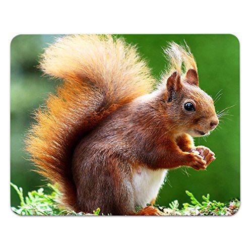 Addies Mousepad EICHHÖRNCHEN-02 schönes Mauspad Motiv in feiner Cellophan Geschenk-Verpackung mit Kautschuk Untermaterial, 240x190mm Addies Mousepad EICHHÖRNCHEN-02 schönes Mauspad Motiv in feiner Cellophan Geschenk-Verpackung mit Kautschuk Untermaterial, 240x190mm von ADDIES