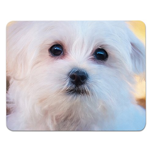 Addies Mousepad "HUNDE CLOSE UP", schönes Mauspad mit Hunde Motiv in feiner Cellophan Geschenk-Verpackung mit Kautschuk Untermaterial, 240x190mm, Hundemotiv-21 von ADDIES