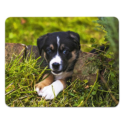 Addies Mousepad "HUNDE CLOSE UP", schönes Mauspad mit Hunde Motiv in feiner Cellophan Geschenk-Verpackung mit Kautschuk Untermaterial, 240x190mm, Hundemotiv-26 von ADDIES