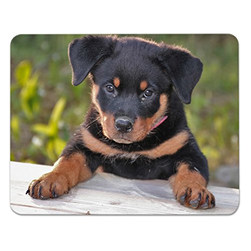 Addies Mousepad "HUNDE CLOSE UP", schönes Mauspad mit Hunde Motiv in feiner Cellophan Geschenk-Verpackung mit Kautschuk Untermaterial, 240x190mm, Hundemotiv-27 Addies Mousepad "HUNDE CLOSE UP", schönes Mauspad mit Hunde Motiv in feiner Cellophan Geschenk-Verpackung mit Kautschuk Untermaterial, 240x190mm, Hundemotiv-27 von ADDIES