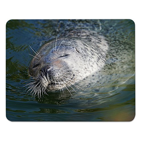 Addies Mousepad ROBBEN Motiv-01, schönes Mauspad Motiv in feiner Cellophan Geschenk-Verpackung mit Kautschuk Untermaterial, 240x190mm Seehunde von ADDIES