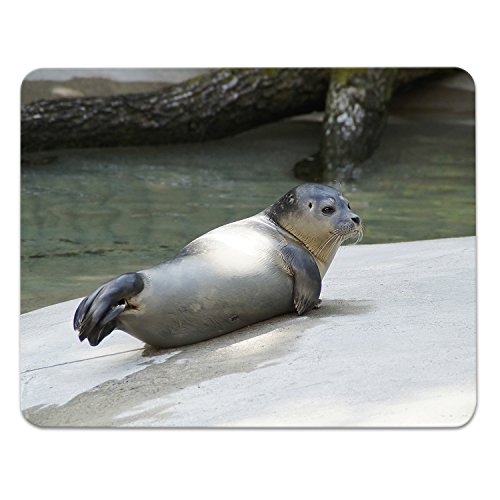 Addies Mousepad ROBBEN Motiv-02, schönes Mauspad Motiv in feiner Cellophan Geschenk-Verpackung mit Kautschuk Untermaterial, 240x190mm Seehunde Addies Mousepad ROBBEN Motiv-02, schönes Mauspad Motiv in feiner Cellophan Geschenk-Verpackung mit Kautschuk Untermaterial, 240x190mm Seehunde von ADDIES