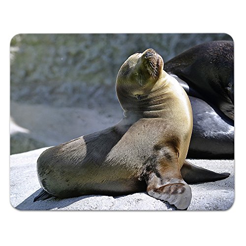 Addies Mousepad ROBBEN Motiv-03, schönes Mauspad Motiv in feiner Cellophan Geschenk-Verpackung mit Kautschuk Untermaterial, 240x190mm Seehunde Addies Mousepad ROBBEN Motiv-03, schönes Mauspad Motiv in feiner Cellophan Geschenk-Verpackung mit Kautschuk Untermaterial, 240x190mm Seehunde von ADDIES