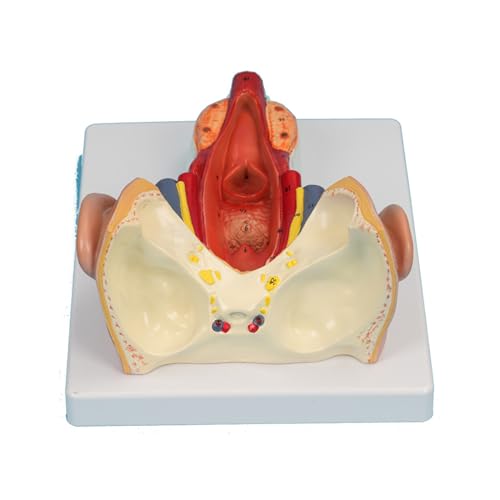 Anatomisches Pharynxwand-Muskelmodell für Studium, Vorlesung, Anatomie-Modelle, Lehrhilfen, Gesundheitswesen, Bildungsmodell von AOOOWER