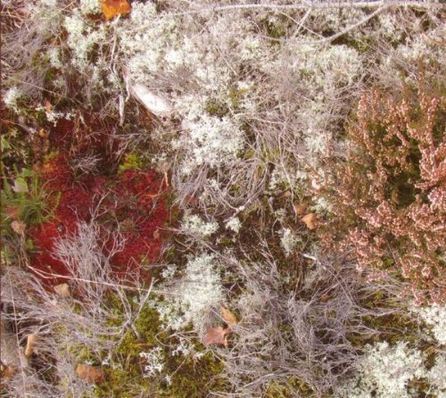 Mycorrhizae Realm [Vinyl LP] von ATP RECORDINGS
