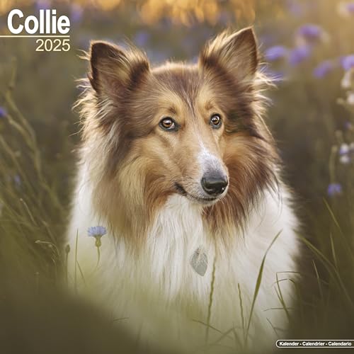 Collie 2025 - 16-Monatskalender: Original Avonside-Kalender [Mehrsprachig] [Kalender] (Wall-Kalender) von AVONSIDE