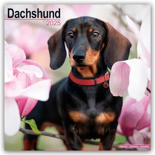 Dachshund - Dackel 2025 - 16-Monatskalender: Original Avonside-Kalender [Mehrsprachig] [Kalender] (Wall-Kalender) von AVONSIDE