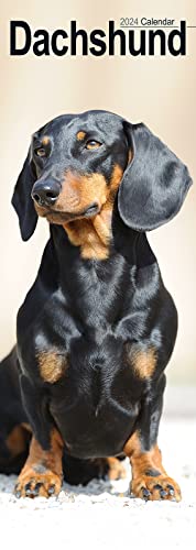 Dachshunds - Dackel 2024: Original Avonside-Kalender - Slimline [Mehrsprachig] [Kalender] (Slimline-Kalender) von AVONSIDE
