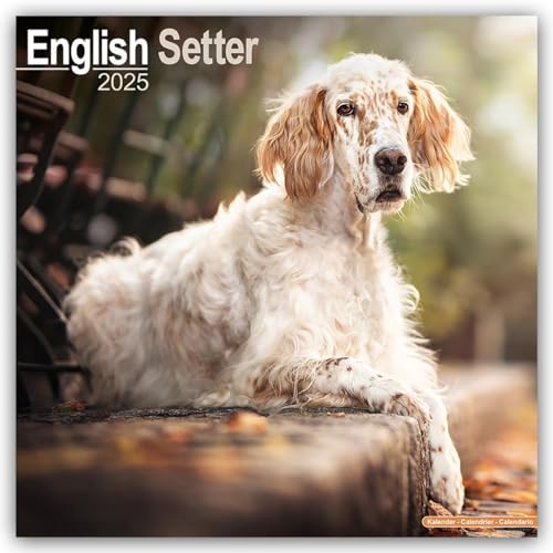 English Setter - Englisch Setter 2025 - 16-Monatskalender: Original Avonside-Kalender [Mehrsprachig] [Kalender] (Wall-Kalender) von AVONSIDE