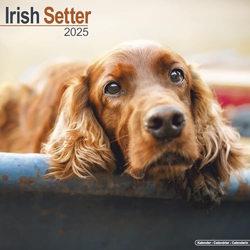 Irish Setter – Irish Setter 2025 – 16-Monatskalender: Original Avonside-Kalender [Mehrsprachig] [Kalender] (Wall-Kalender) von AVONSIDE