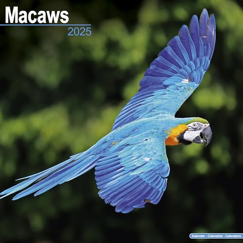 Macaws – Ara-Papageien – Aras 2025 – 16-Monatskalender: Original Avonside-Kalender [Mehrsprachig] [Kalender] (Wall-Kalender) von AVONSIDE