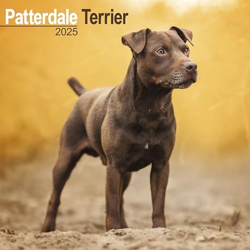Patterdale Terrier 2025 - 16-Monatskalender: Original Avonside-Kalender [Mehrsprachig] [Kalender] (Wall-Kalender) von AVONSIDE