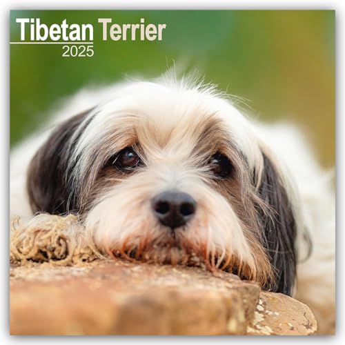 Tibetan Terrier - Tibet Terrier 2025 - 16-Monatskalender: Original Avonside-Kalender [Mehrsprachig] [Kalender] (Wall-Kalender) von AVONSIDE