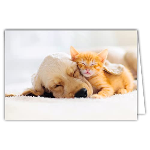 Afie 68-4002 Innenkarte weiß mit Umschlag – Katze Kätzchen rot Hund Welpen Umarmung Schlafen, weiche Farben Geist Cocooning Entspannung zu Hause Farniente Sieste Ruhe ruhig für dich von Afie