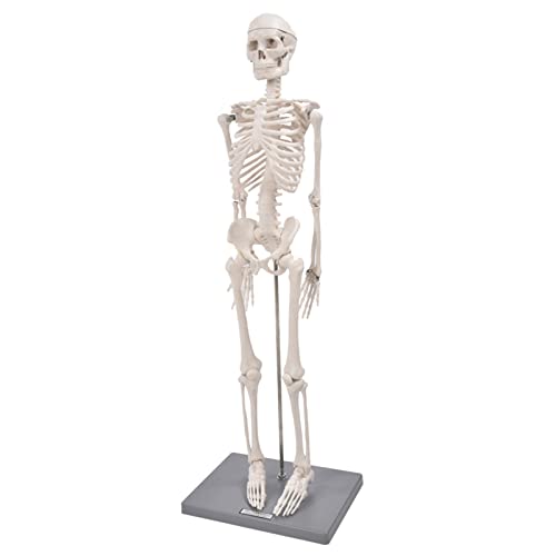 Skelettmodell, Menschliches Skelettmodell 33,5 Zoll Menschliches Anatomisches Anatomie-Skelett-medizinisches Modell Mit Ständer, Lehrskelettmodell Zum Studium Grundlegender Details Des Menschlichen Sk von Agatige