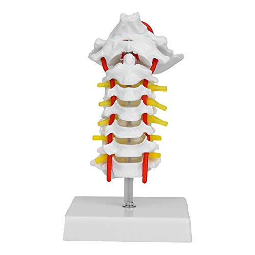 1: 1 Menschliches Gebärmutterhalsmodell, Wirbel Arteria Wirbelsäulennervesmodell mit Karotismodellen und Bildungsmaterial Anatomische Anatomie für die Arterie der Wissenschaft Labor und AL oder 1: 1 Menschliches Gebärmutterhalsmodell, Wirbel Arteria Wirbelsäulennervesmodell mit Karotismodellen und Bildungsmaterial Anatomische Anatomie für die Arterie der Wissenschaft Labor und AL oder von Akozon