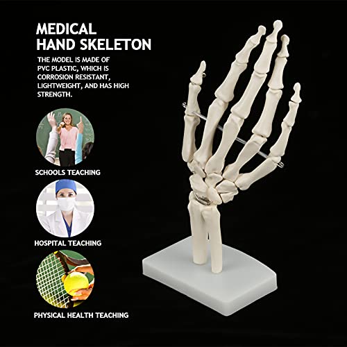 Akozon Human Hand &, Professionelle Medizinische Versorgung Handgelenk Skelettmodell Ein Al 1 Lebens Anatomischer Größe Gemeinsamer Studiengröße oder Schulen Krankenhauslaborgeräte Akozon Human Hand &, Professionelle Medizinische Versorgung Handgelenk Skelettmodell Ein Al 1 Lebens Anatomischer Größe Gemeinsamer Studiengröße oder Schulen Krankenhauslaborgeräte von Akozon