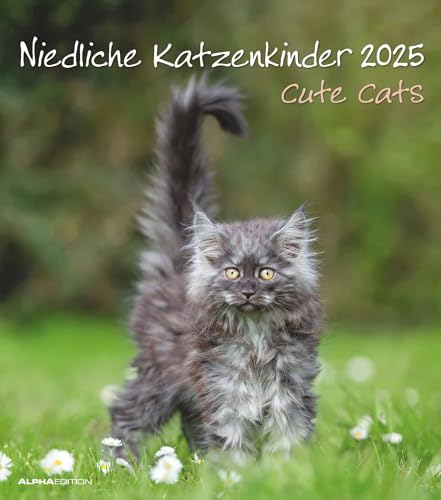 Niedliche Katzenkinder 2025 - Wand-Kalender - Tier-Kalender - 30x34: Cute Cats von Alpha Edition