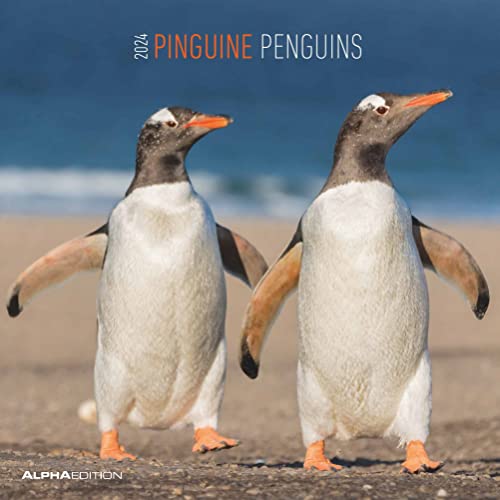 Pinguine 2024 - Broschürenkalender 30x30 cm (30x60 geöffnet) - Kalender mit Platz für Notizen - Penguins - Bildkalender - Wandplaner - Wandkalender von Alpha Edition