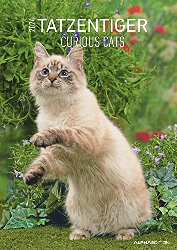 Tatzentiger 2024 - Bildkalender A3 (29,7x42 cm) - Curious Cats - mit Feiertagen (DE/AT/CH) und Platz für Notizen - Wandplaner - Katzenkalender von Alpha Edition