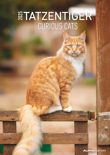 Tatzentiger 2025 - Bildkalender A3 (29,7x42 cm) - Curious Cats - mit Feiertagen (DE/AT/CH) und Platz für Notizen - Wandplaner - Katzenkalender von Alpha Edition