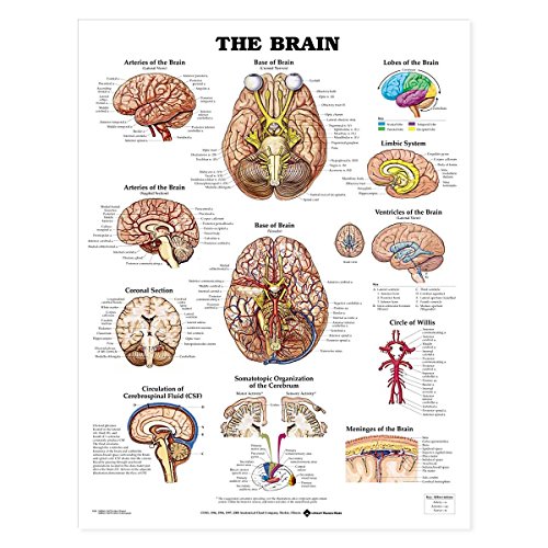 Anatomisches Diagramm „Das Gehirn“ (Englische Version) von Anatomy Stuff