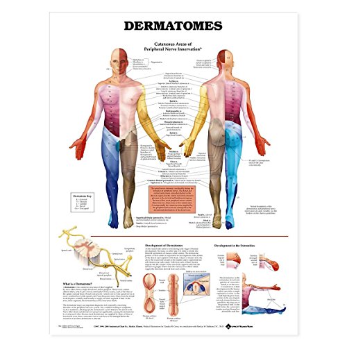 Dermatomes Anatomical Chart Dermatomes Anatomical Chart von Anatomy Stuff
