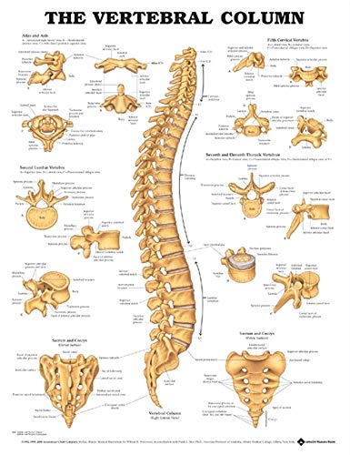 Anatomische Wandtafel - Anatomical Chart Company - Poster - Wohnzimmer Anatomische Wandtafel - Anatomical Chart Company - Poster - Wohnzimmer von Anatomy Stuff