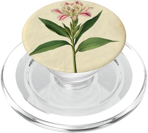 Alstroemeria Floral Vintage Wissenschaftliche Illustration Blume PopSockets PopGrip für MagSafe Alstroemeria Floral Vintage Wissenschaftliche Illustration Blume PopSockets PopGrip für MagSafe von Antique Flower Botanical Garden Floral DonaOnca